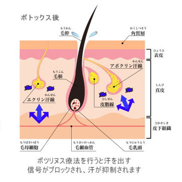 脂肪消滅の仕組みstep2